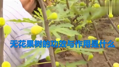 无花果树寓意|无花果（桑科榕属植物）